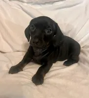 Charcoal, a female Miniature Dachshund for sale in Shelbyville, KY – 3 of 5