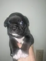 Tucker, a male French Bulldog for sale in Shelbyville, KY – 1 of 6