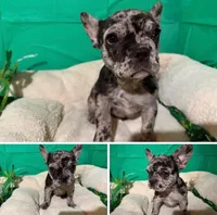 Polly, a female French Bulldog for sale in Shelbyville, KY – Photo 3 of 3