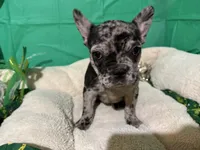 Polly, a female French Bulldog for sale in Shelbyville, KY – Photo 2 of 3