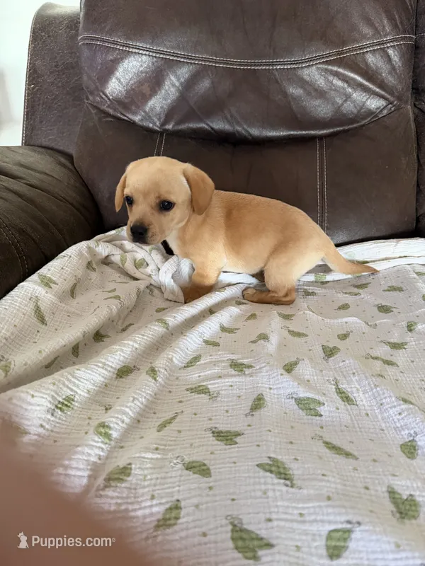 Cindy Lou – Miniature Dachshund puppy for sale in Shelbyville, KY