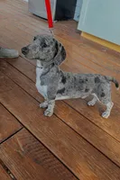 Charcoal, a female Miniature Dachshund for sale in Shelbyville, KY – 4 of 5