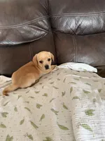 Cindy Lou, a female Miniature Dachshund for sale in Shelbyville, KY – 4 of 4