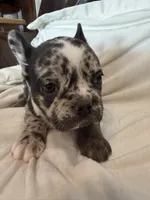 Dodge, a male French Bulldog for sale in Shelbyville, KY – 2 of 5