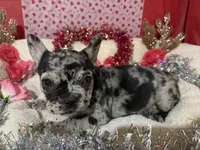 Tootie, a female French Bulldog for sale in Shelbyville, KY – Photo 2 of 4