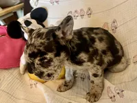 Tootie, a female French Bulldog for sale in Shelbyville, KY – Photo 3 of 4