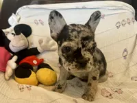 Tootie, a female French Bulldog for sale in Shelbyville, KY – Photo 4 of 4