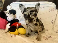 Tootie, a female French Bulldog for sale in Shelbyville, KY – Photo 1 of 4