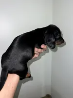 De’ Shell , a female Miniature Dachshund for sale in Shelbyville, KY – 3 of 5