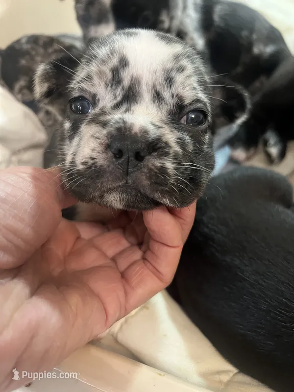 Parker – French Bulldog puppy for sale in Shelbyville, KY