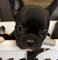 White Socks , a male French Bulldog for sale in Shelbyville, KY – 2 of 3