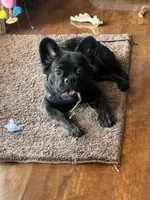 Tucker, a male French Bulldog for sale in Shelbyville, KY – 6 of 6