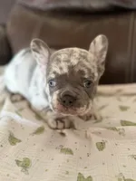 Crush , a male French Bulldog for sale in Shelbyville, KY – 4 of 4