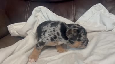 Copper, a male French Bulldog for sale in Shelbyville, KY – 4 of 5