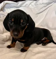 Kippy, a male Miniature Dachshund for sale in Shelbyville, KY – 3 of 6