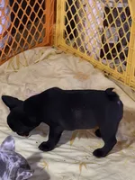 Sebastian, a male French Bulldog for sale in Shelbyville, KY – 4 of 4