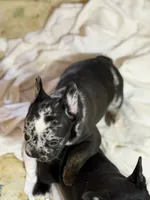 Deecon , a male French Bulldog for sale in Shelbyville, KY – 2 of 3