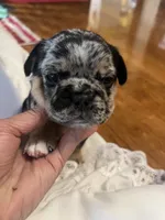 Sterling , a male French Bulldog for sale in Shelbyville, KY – 3 of 4