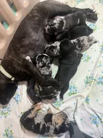 Socks , a male French Bulldog for sale in Shelbyville, KY – 2 of 3