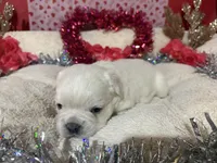 Fluffy - Bo, a male French Bulldog for sale in Shelbyville, KY – Photo 2 of 2