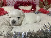 Fluffy - Bo, a male French Bulldog for sale in Shelbyville, KY – Photo 1 of 2