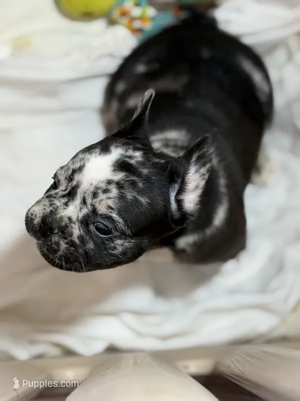 Deecon  – French Bulldog puppy for sale in Shelbyville, KY
