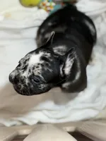 Deecon , a male French Bulldog for sale in Shelbyville, KY – 3 of 3