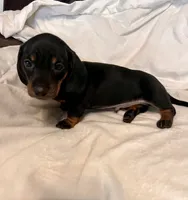 Kippy, a male Miniature Dachshund for sale in Shelbyville, KY – 4 of 6