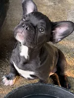 Darrin, a male French Bulldog for sale in Shelbyville, KY – 2 of 3