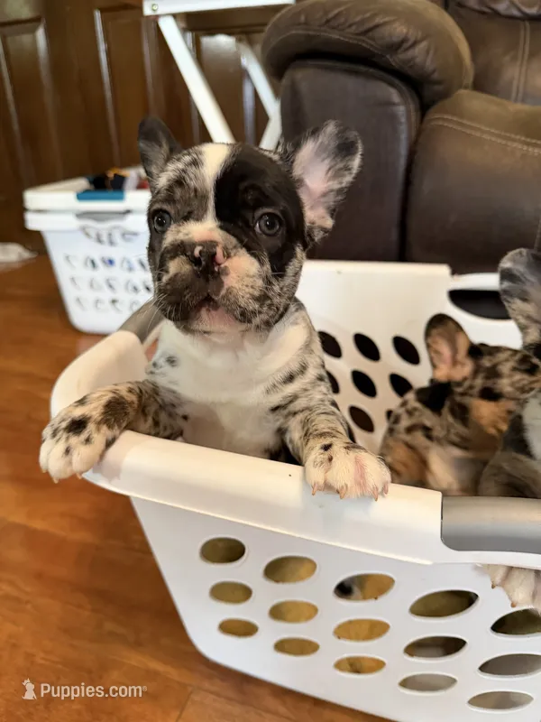 Diamond – French Bulldog puppy for sale in Shelbyville, KY