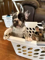 Diamond, a male French Bulldog for sale in Shelbyville, KY – 1 of 3