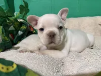 Kansas , a male French Bulldog for sale in Shelbyville, KY – Photo 2 of 3