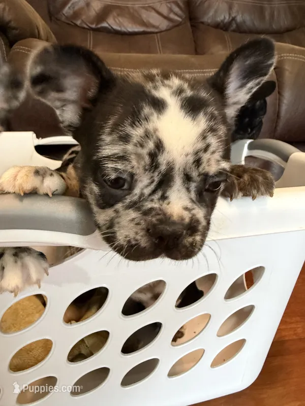 Deecon  – French Bulldog puppy for sale in Shelbyville, KY