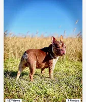 Tucker, a male French Bulldog for sale in Shelbyville, KY – 5 of 6