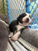 Kelley's Across The Universe, a female Miniature Australian Shepherd for sale in Tallahassee, FL – 5 of 10