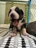 Kelley's Across The Universe, a female Miniature Australian Shepherd for sale in Tallahassee, FL – 3 of 10