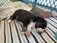 Kelley's Across The Universe, a female Miniature Australian Shepherd for sale in Tallahassee, FL – 9 of 10