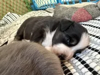Kelley's Across The Universe, a female Miniature Australian Shepherd for sale in Tallahassee, FL – 4 of 10