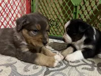 Kelley's Across The Universe, a female Miniature Australian Shepherd for sale in Tallahassee, FL – 7 of 10