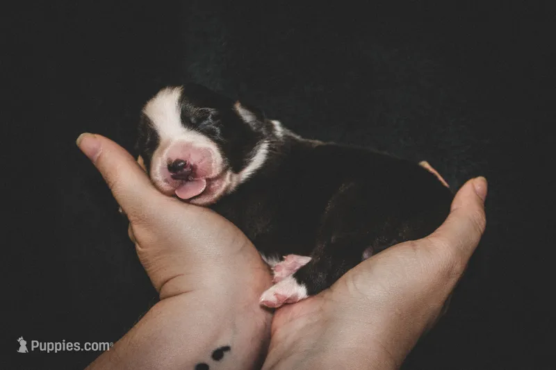 Kelley's Across The Universe – Miniature Australian Shepherd puppy for sale in Tallahassee, FL