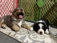 Kelley's Across The Universe, a female Miniature Australian Shepherd for sale in Tallahassee, FL – 6 of 10