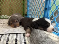 Kelley's Across The Universe, a female Miniature Australian Shepherd for sale in Tallahassee, FL – 8 of 10