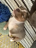 Kelley's Fly Me To The Moon, a female Miniature Australian Shepherd for sale in Tallahassee, FL – 5 of 10