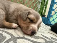 Kelley's Fly Me To The Moon, a female Miniature Australian Shepherd for sale in Tallahassee, FL – 4 of 10