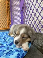 Kelley's Fly Me To The Moon, a female Miniature Australian Shepherd for sale in Tallahassee, FL – 9 of 10