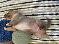 Kelley's Fly Me To The Moon, a female Miniature Australian Shepherd for sale in Tallahassee, FL – 7 of 10