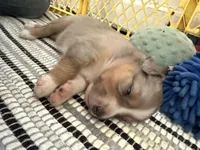 Kelley's Fly Me To The Moon, a female Miniature Australian Shepherd for sale in Tallahassee, FL – 2 of 10