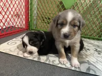 Kelley's Fly Me To The Moon, a female Miniature Australian Shepherd for sale in Tallahassee, FL – 8 of 10