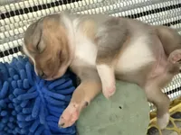 Kelley's Fly Me To The Moon, a female Miniature Australian Shepherd for sale in Tallahassee, FL – 3 of 10
