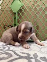 Kelley's Fly Me To The Moon, a female Miniature Australian Shepherd for sale in Tallahassee, FL – 6 of 10